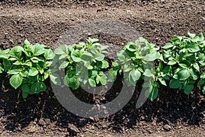 Rows of young potato plants on the field