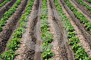 Rows of young potato plants on the field