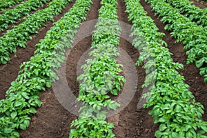 Rows of young potato plants on the field