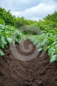 Rows of young potato plants on the field