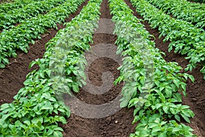 Rows of young potato plants on the field