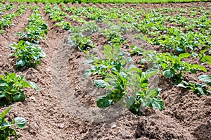 Rows of young potato plants