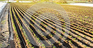 Rows of young potatoes grow in the field. Drip irrigation. Farmland, agriculture landscape. Rural plantations. Farm Farmland