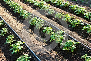 Rows of young potatoes plants and drip irrigation in the garden photo
