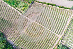 Rows of young seedlings grape vines top aerial view over vineyard fields