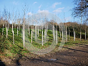 Rows of young silver birch trees