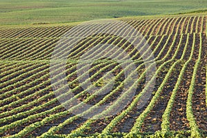 Rows of young soybean plants in morning light