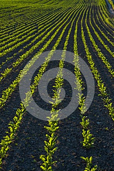 Rows of young sprouts of sugar beets growing in a fertilized soil on an agricultural field. Sugar beet cultivation