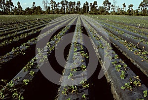 Rows of young strawberry plants in a field