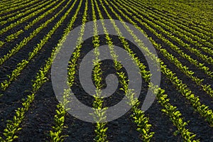 Rows of young sugar beets lit by the sun. Sugar beet cultivation. Close up of young sugar beet plants in converging long