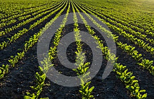 Rows of young sugar beets lit by the sun. Sugar beet cultivation. Close up of young sugar beet plants in converging long