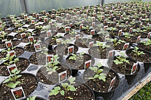 Rows of Young Tomato Plants