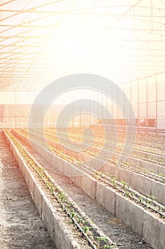 Rows of young tomato plants in a greenhouse