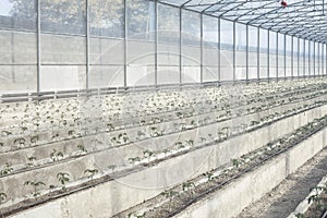 Rows of young tomato plants in a greenhouse