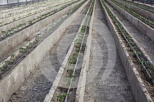 Rows of young tomato plants in a greenhouse