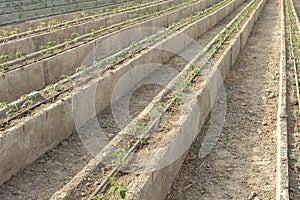 Rows of young tomato plants in a greenhouse