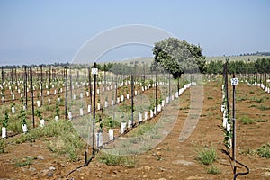 Rows of young trees