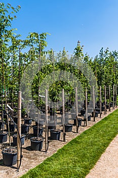 Rows of young trees in plastic pots with water irrigation system in a tree nursery