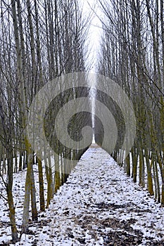 Rows of young trees in winter