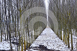 Rows of young trees in winter
