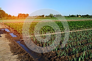 Rows of young vegetable seedlings. field with seedlings. leek, zucchini, and pepper. natural watering. countryside. irrigation