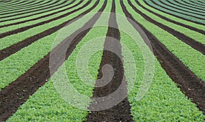 Rows of young vegetables