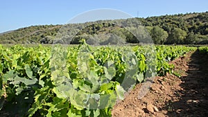 Rows of young vines in vineyard. Grape seedlings at sunset. Vine nursery and winery. Young grape shoots available for sale.