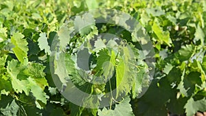 Rows of young vines in vineyard. Grape seedlings at sunset. Vine nursery and winery. Young grape shoots available for sale. Planta