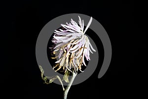 Roxanne Dry Chrysanthemum Tall photo