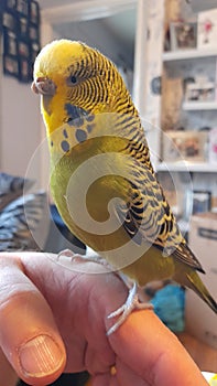 Roxy the Budgie