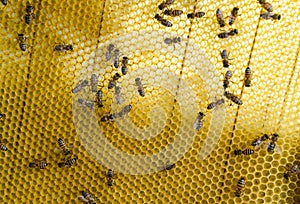 Roy bees on wax combs. Bee honeycomb, Plank with honeycomb from the hive. Honey bee.