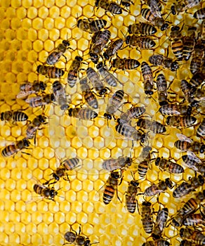 Roy on wax combs. Bee honeycomb, Plank with honeycomb from the hive. Honey bee