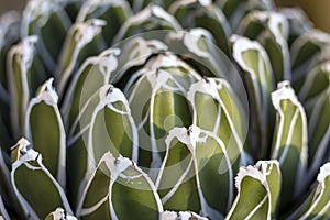 Royal agave with geometrical leaves