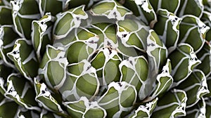 Royal agave plant center closeup view