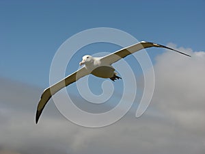 Royal Albatross with blue sky