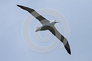 Royal Albatross flying around at dunedin coast photo