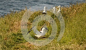 Royal Albatross on their nests in New Zealand
