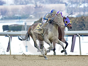 Royal Albert Hall -Bernardini Stakes