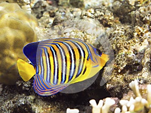 Royal angelfish