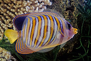 Royal angelfish