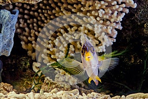 Royal angelfish