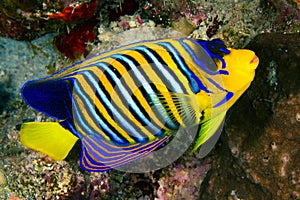 Royal angelfish