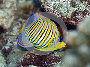 Royal Angelfish