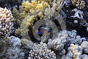 Royal angelfish