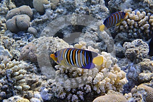 Royal angelfish