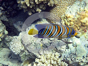 Royal angelfish on the coral reef 2324