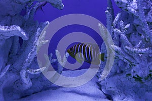 Royal angelfish among corals