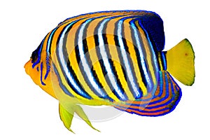 Royal angelfish