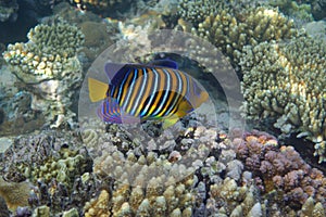 Royal angelfish Pygoplites diacanthus in Red Sea