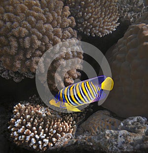 Royal angelfish Pygoplites diacanthus swims among the corals of the Red Sea